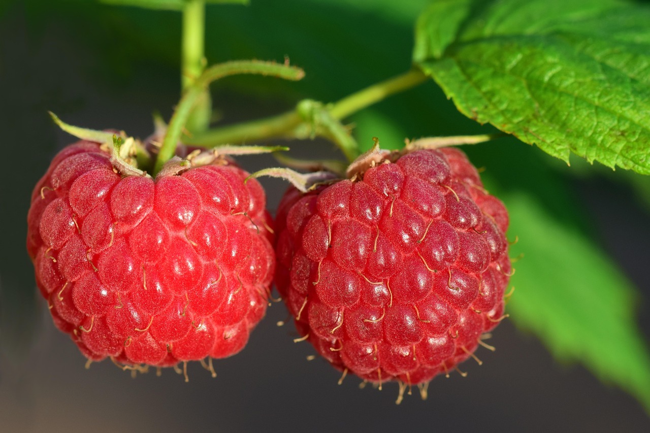 15% off everything raspberry 15% off everything raspberry